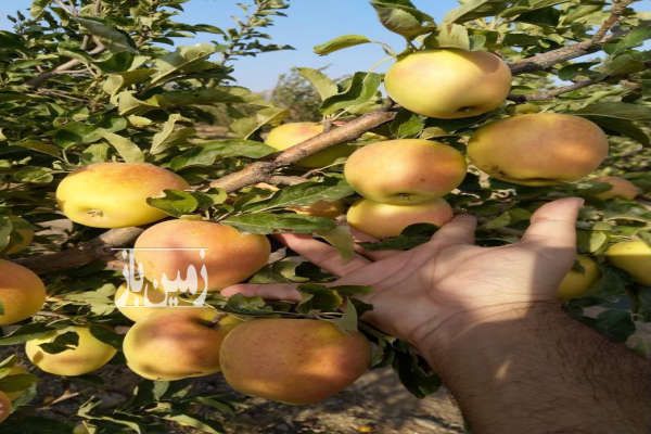 فروش باغ با سویئت نوساز در منطقه توریستی ابر ۲۵۰۰۰ متر-4