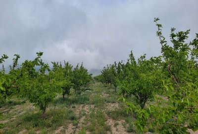 فروش باغ با سویئت نوساز در منطقه توریستی ابر ۲۵۰۰۰ متر