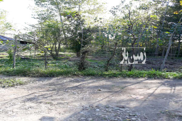 زمین صومعه سرا روستای پشت مسار ۲۵۰ متر-2