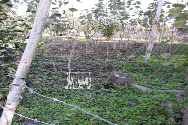 زمین صومعه سرا روستای پشت مسار ۲۵۰ متر-3