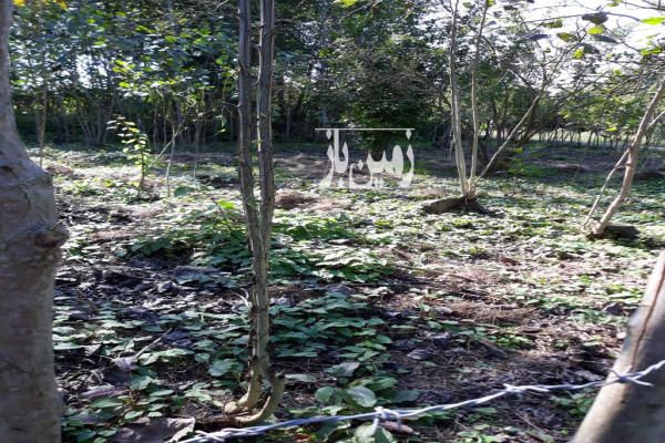 زمین صومعه سرا روستای پشت مسار ۲۵۰ متر-4