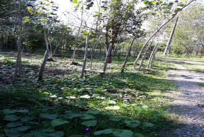 زمین صومعه سرا روستای پشت مسار ۲۵۰ متر