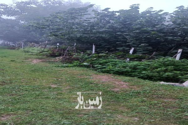 فروش زمین ییلاقی جنت رودبار روستای آغوزکی ۲۵۰ متر-3