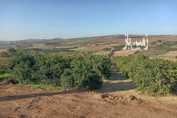 باغ با درختان کمیاب میاندرود پیله کوه ۲۳۰۰۰ متر-2