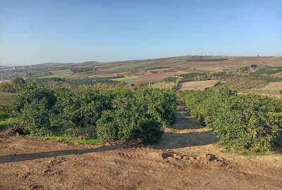 باغ با درختان کمیاب میاندرود پیله کوه ۲۳۰۰۰ متر