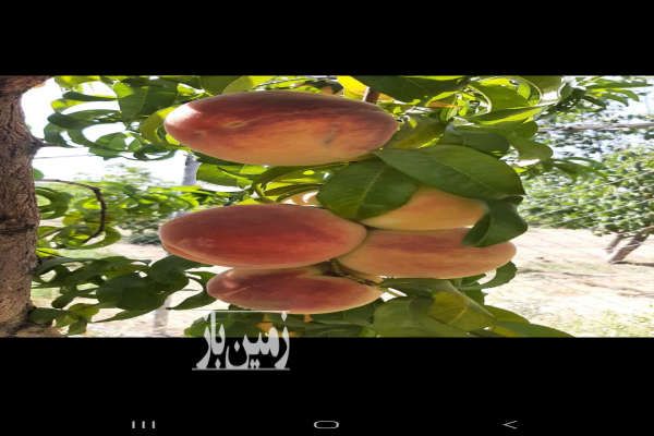 فروش باغ ۷۰۰ متری در شوراب صغیر-2