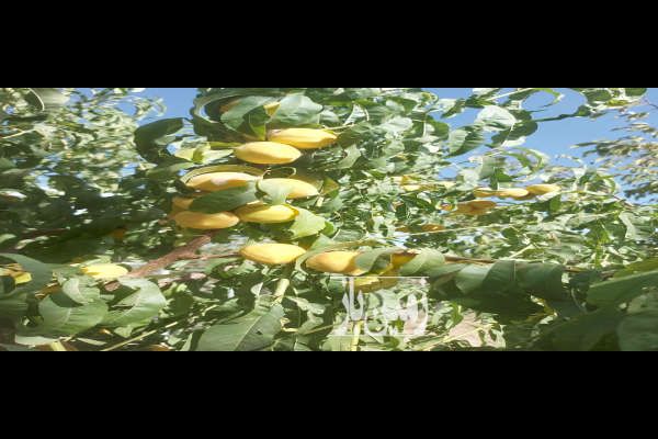 فروش باغ ۷۰۰ متری در شوراب صغیر-3