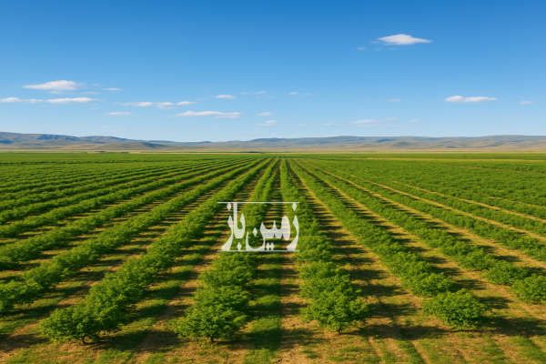 زمین ویژه کشاورزی بین شیراز و سروستان ۴ هکتار-2