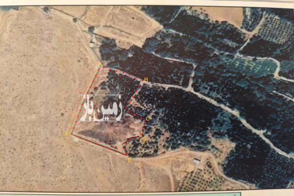 باغ ۸۵۰۰ متر و زمین در بیضا با دیوار و مجوز دامداری-2