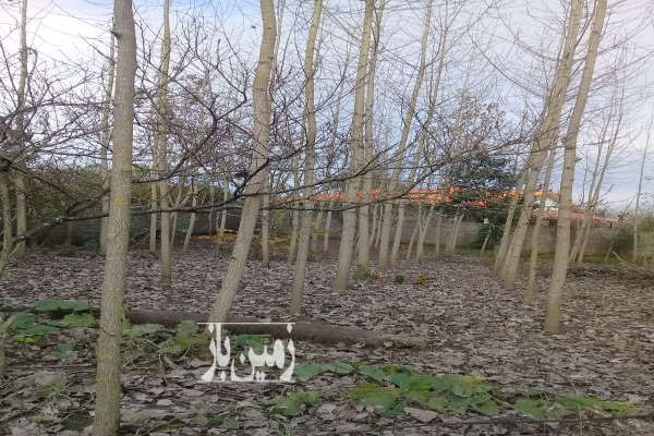 زمین ماسال بر خیابان اصلی ۱۱۱۷ متر روستای کلنگستان-2