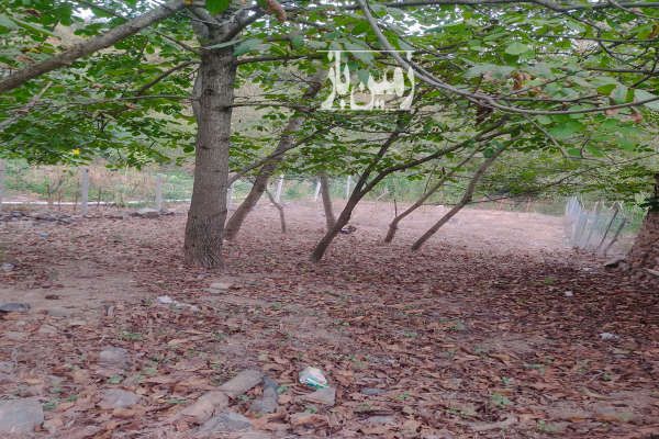 زمین خوش قواره سی دشت روستای گردویشه ۱۹۰ متر-2