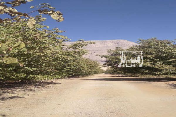 باغ ۲۲ ساله گردو بیستون منطقه چمچمال ۵۰۰ متر-1