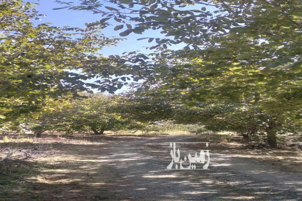 باغ ۲۲ ساله گردو بیستون منطقه چمچمال ۵۰۰ متر-2
