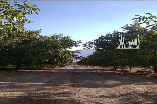 باغ ۲۲ ساله گردو بیستون منطقه چمچمال ۵۰۰ متر-3