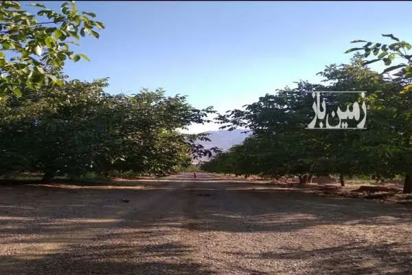 باغ ۲۲ ساله گردو بیستون منطقه چمچمال ۵۰۰ متر - تصویر 3