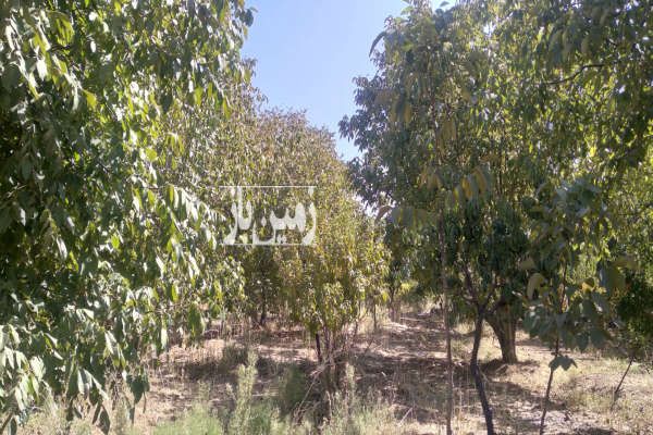 باغ ۲۲ ساله گردو بیستون منطقه چمچمال ۵۰۰ متر-4