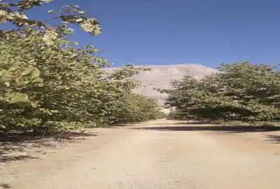 باغ ۲۲ ساله گردو بیستون منطقه چمچمال ۵۰۰ متر