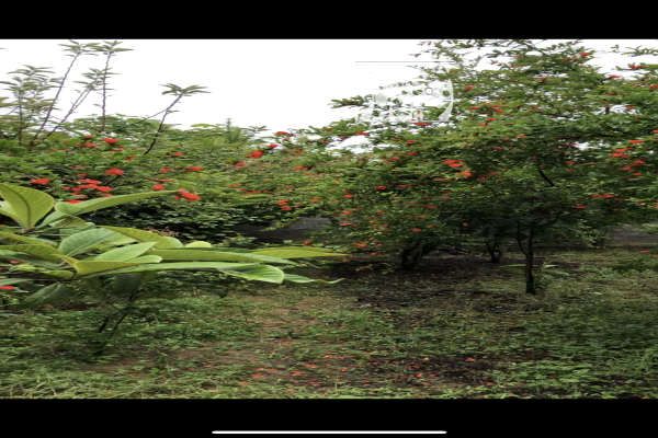 زمين زراعي قابل تبديل به مسکونی در تلار ۲۵۵ متر-1