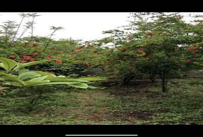 زمين زراعي قابل تبديل به مسکونی در تلار ۲۵۵ متر