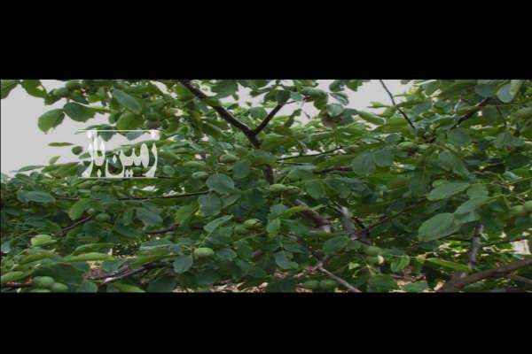 باغ گردو روستایی حسین اباد ناظم ملایر ۲۰۰۰ متر-1