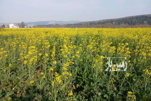 فروش زمین ساری جاده کیاسر ۱۳۰۰ متر-2