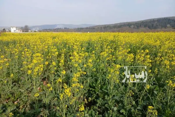 فروش زمین ساری جاده کیاسر ۱۳۰۰ متر - تصویر 2