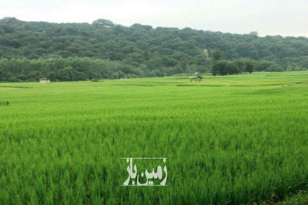 فروش زمین ساری جاده کیاسر ۱۳۰۰ متر-3