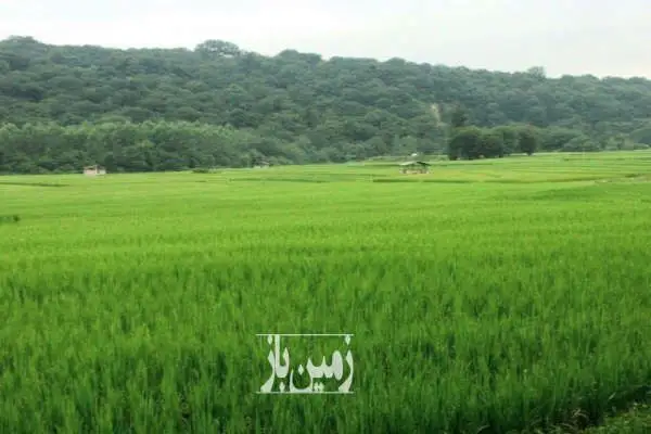 فروش زمین ساری جاده کیاسر ۱۳۰۰ متر - تصویر 3