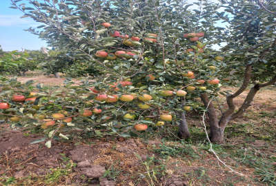 یک هکتار باغ جاده قزوین رشت روستای شنازند