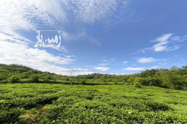زمین کشاورزی چای با کاربری باغی ۶۰۰۰ متر گیلان املش-1