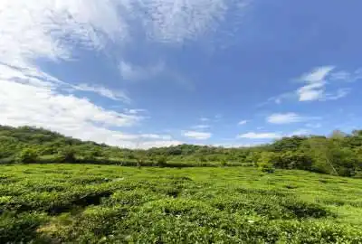 زمین کشاورزی چای با کاربری باغی ۶۰۰۰ متر گیلان املش