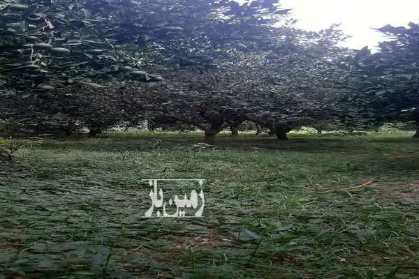 سه هزار متر زمین بر جاده اصلی زنگشامحله - تصویر 3