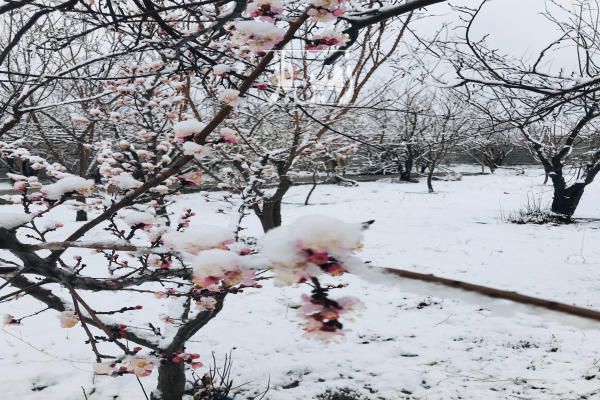 باغ و بنا با چاه شخصی ۵۰۰۰ متر منطقه سهروفیروزان-3