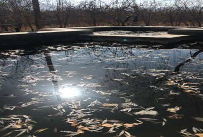 باغ و بنا با چاه شخصی ۵۰۰۰ متر منطقه سهروفیروزان