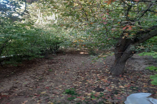 باغ میوه درلواسان بزرگ هنزا ۱۰۰۰ متر-1