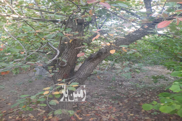 باغ میوه درلواسان بزرگ هنزا ۱۰۰۰ متر-2