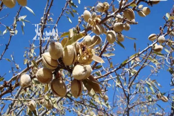 باغ بادام و انگور زیبا در شهر پرآب افوس ۲۵۰۰ متر-1