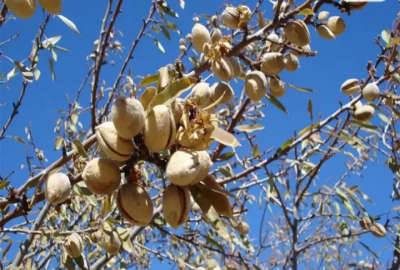 باغ بادام و انگور زیبا در شهر پرآب افوس ۲۵۰۰ متر