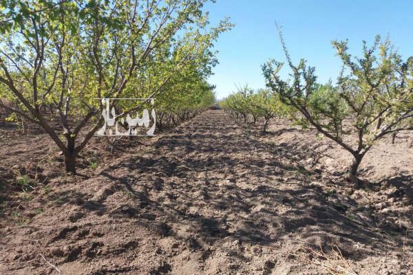 باغ میوه شهریار وحیدیه روستای قجر تخت رستم ۵۰۰۰ متر-1