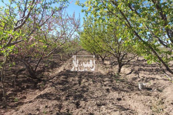 باغ میوه شهریار وحیدیه روستای قجر تخت رستم ۵۰۰۰ متر-2