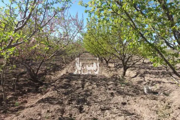 باغ میوه شهریار وحیدیه روستای قجر تخت رستم ۵۰۰۰ متر - تصویر 2