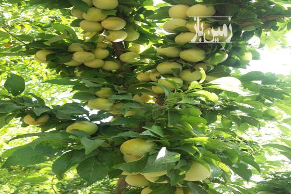 باغ میوه شهریار وحیدیه روستای قجر تخت رستم ۵۰۰۰ متر-3