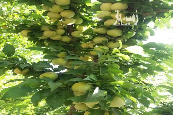 باغ میوه شهریار وحیدیه روستای قجر تخت رستم ۵۰۰۰ متر - تصویر 3