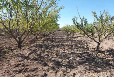 باغ میوه شهریار وحیدیه روستای قجر تخت رستم ۵۰۰۰ متر