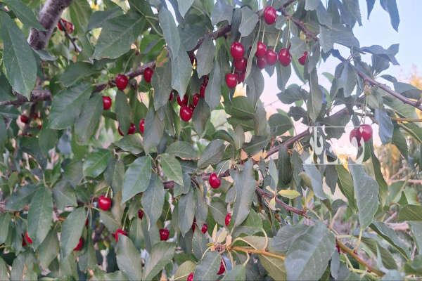 باغ ۷۰۰ متری ماهدشت کرج بلوار هوافضا-1