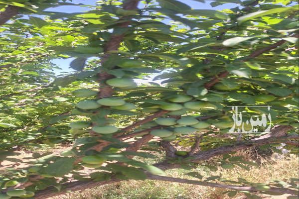 باغ ۷۰۰ متری ماهدشت کرج بلوار هوافضا-3