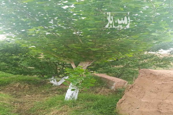 باغ ۷۰۰ متری ماهدشت کرج بلوار هوافضا-4