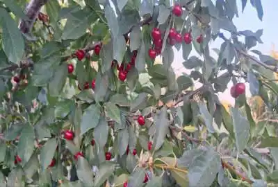 باغ ۷۰۰ متری ماهدشت کرج بلوار هوافضا