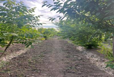 باغ میوه ۱۶۸۰ متری جاده ورامین قلعه نو