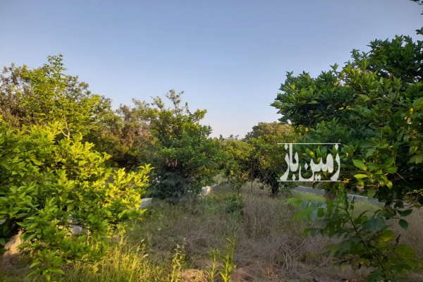 باغ مرکبات جاده گنج افروز روستای باغدشت ۲۵۰ متر-2